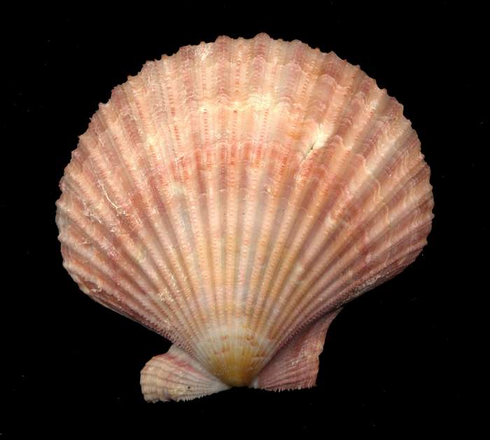 Manupecten pesfelis